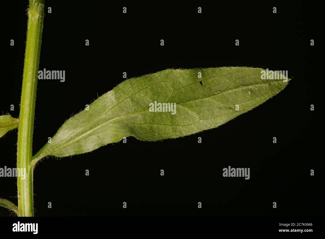 Northern Fleabane (Erigeron strigosus). Leaf Closeup Stock Photo