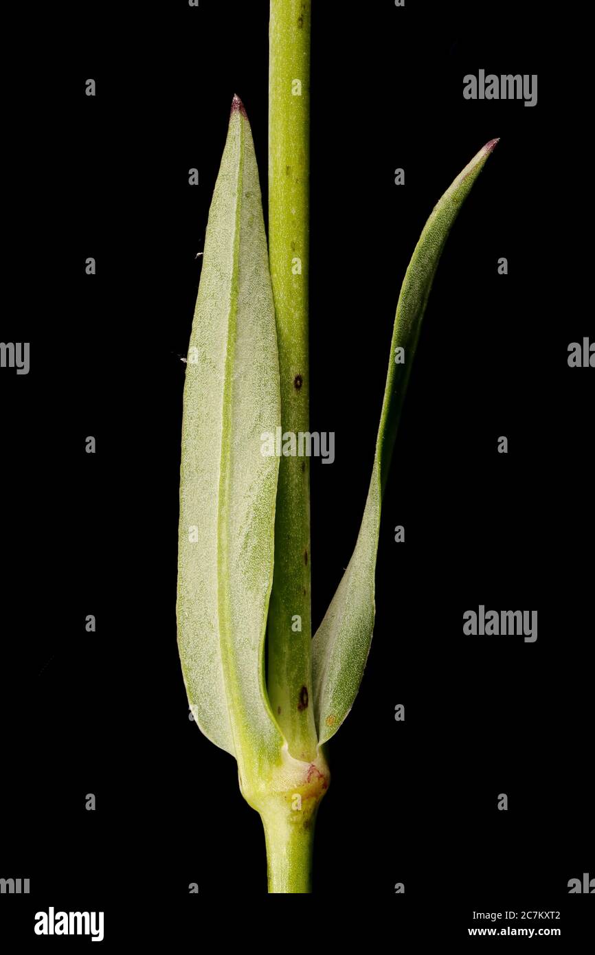Bladder Campion (Silene vulgaris). Leaf Closeup Stock Photo