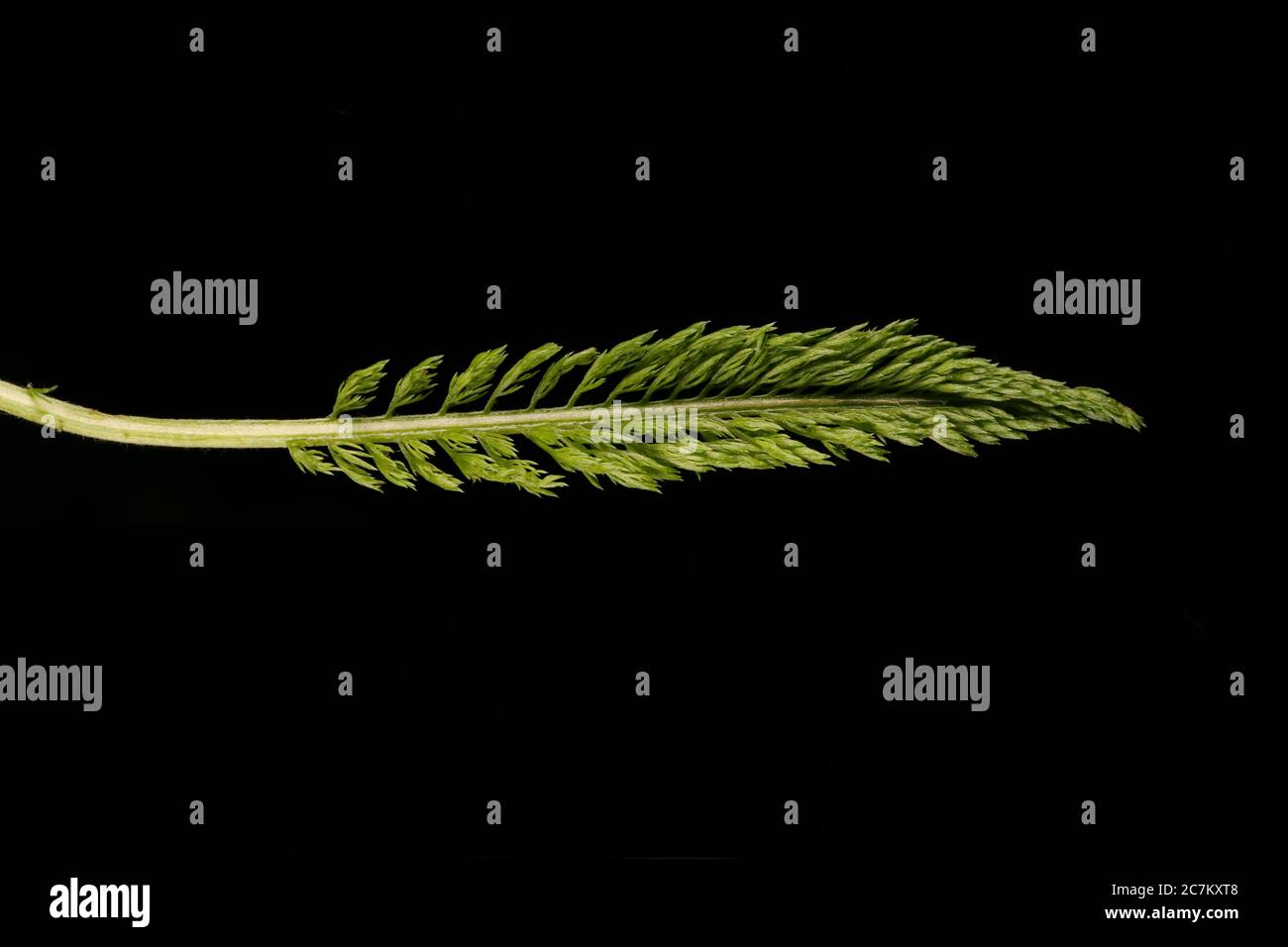 Yarrow (Achillea millefolium). Leaf Closeup Stock Photo