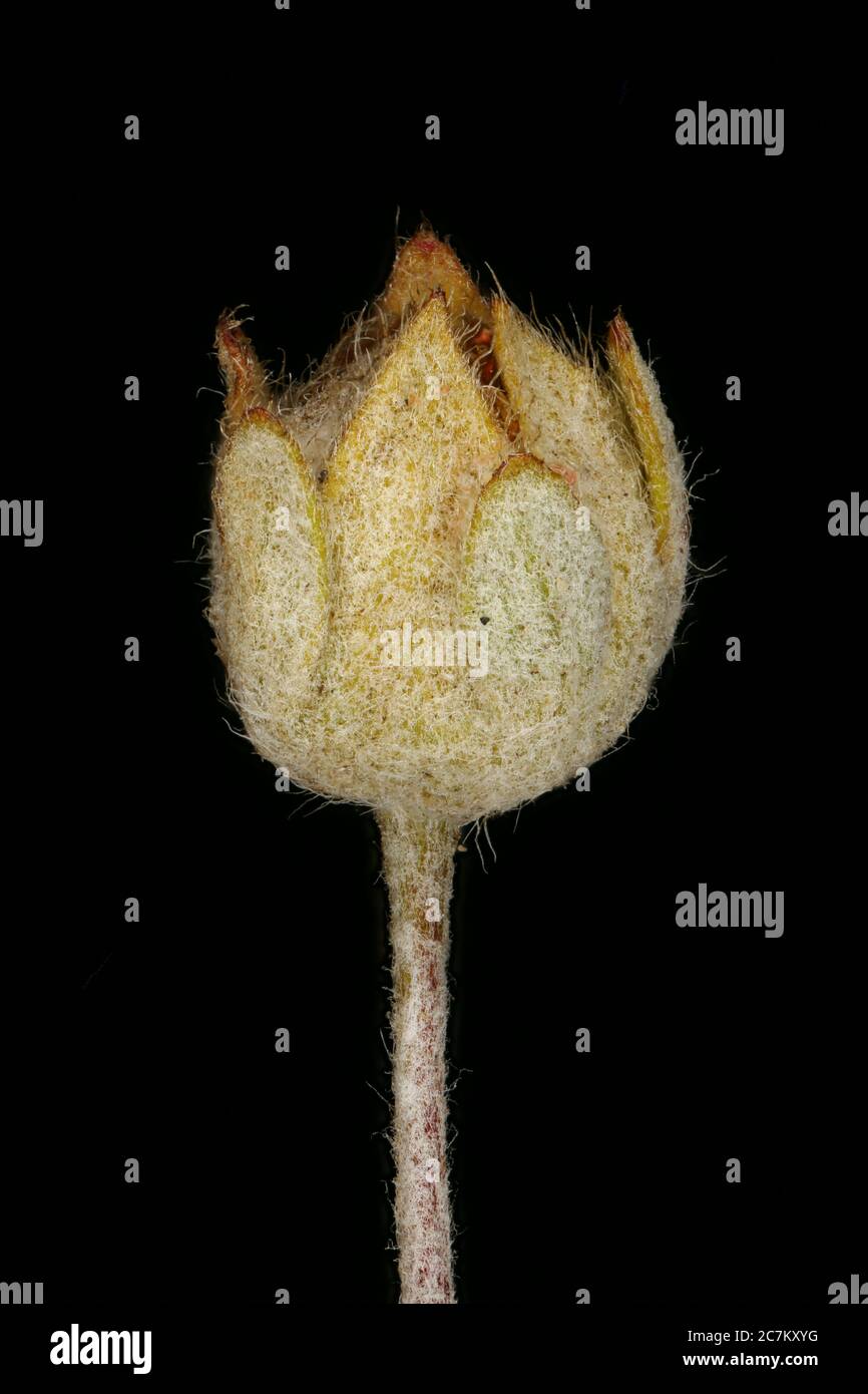 Silver Cinquefoil (Potentilla argentea). Fruit Closeup Stock Photo