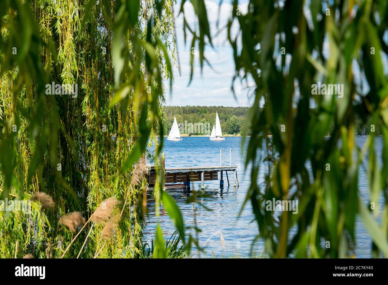 Berlin, Wannsee, riverbank, weeping willow, view of the lake with
