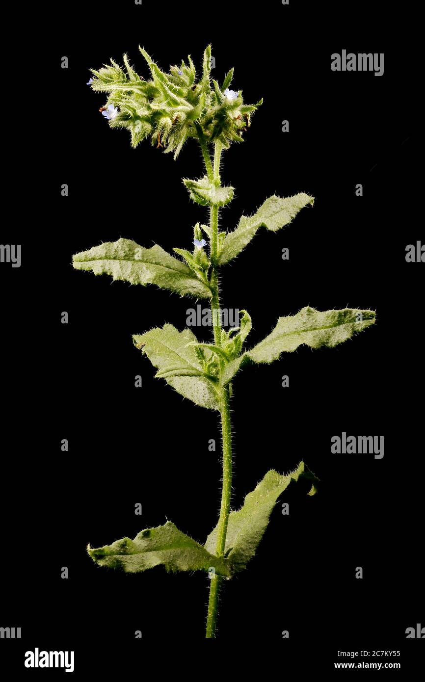 Annual Bugloss (Anchusa arvensis). Habit Stock Photo
