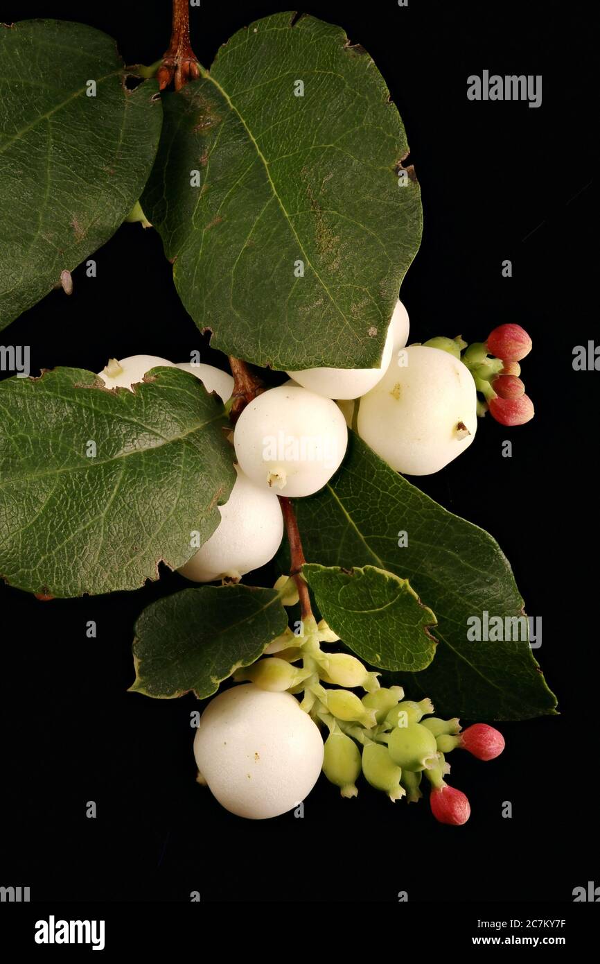 Snowberry (Symphoricarpos albus). Infructescence Closeup Stock Photo