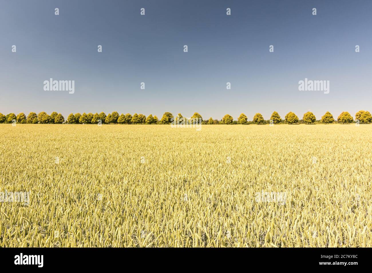 Alley of trees and wide grain field on a sunny day in summer Stock Photo