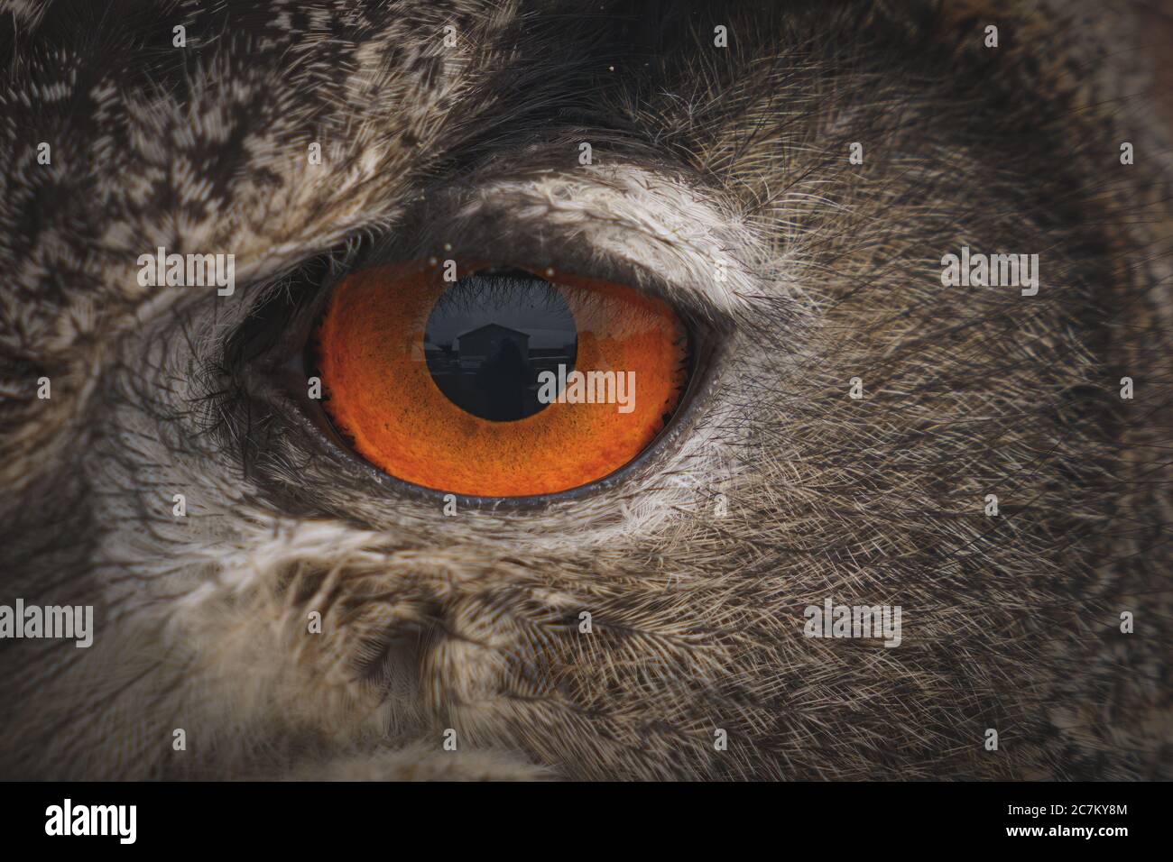 Closeup shot of the eye of a Eurasian Eagle Owl in daytime Stock Photo
