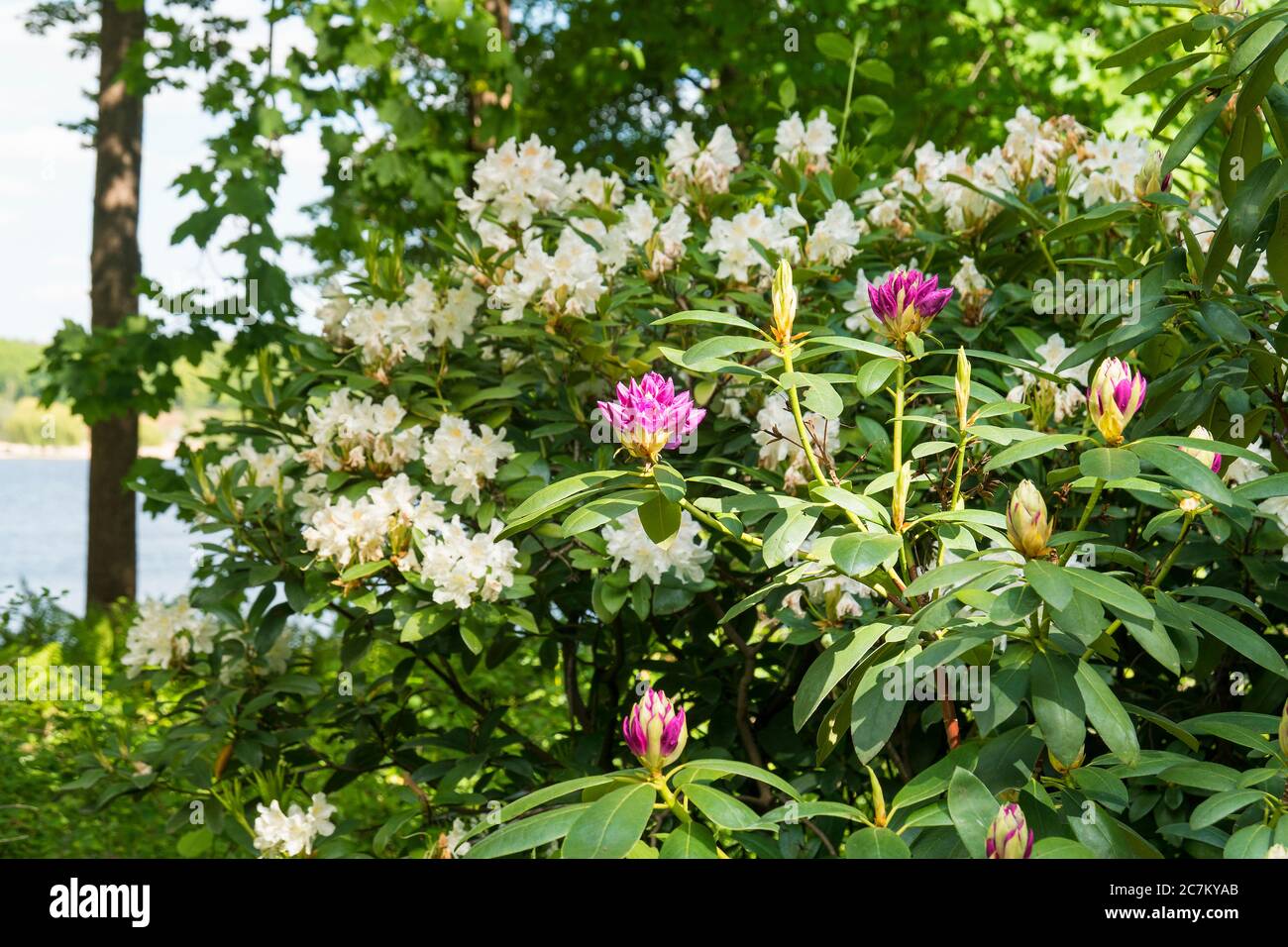 Rhododendron park germany hi-res stock photography and images - Alamy