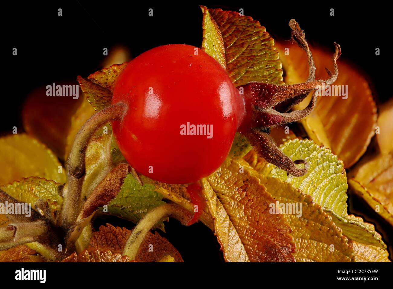 Japanese Rose (Rosa rugosa). Fruit Closeup Stock Photo Alamy