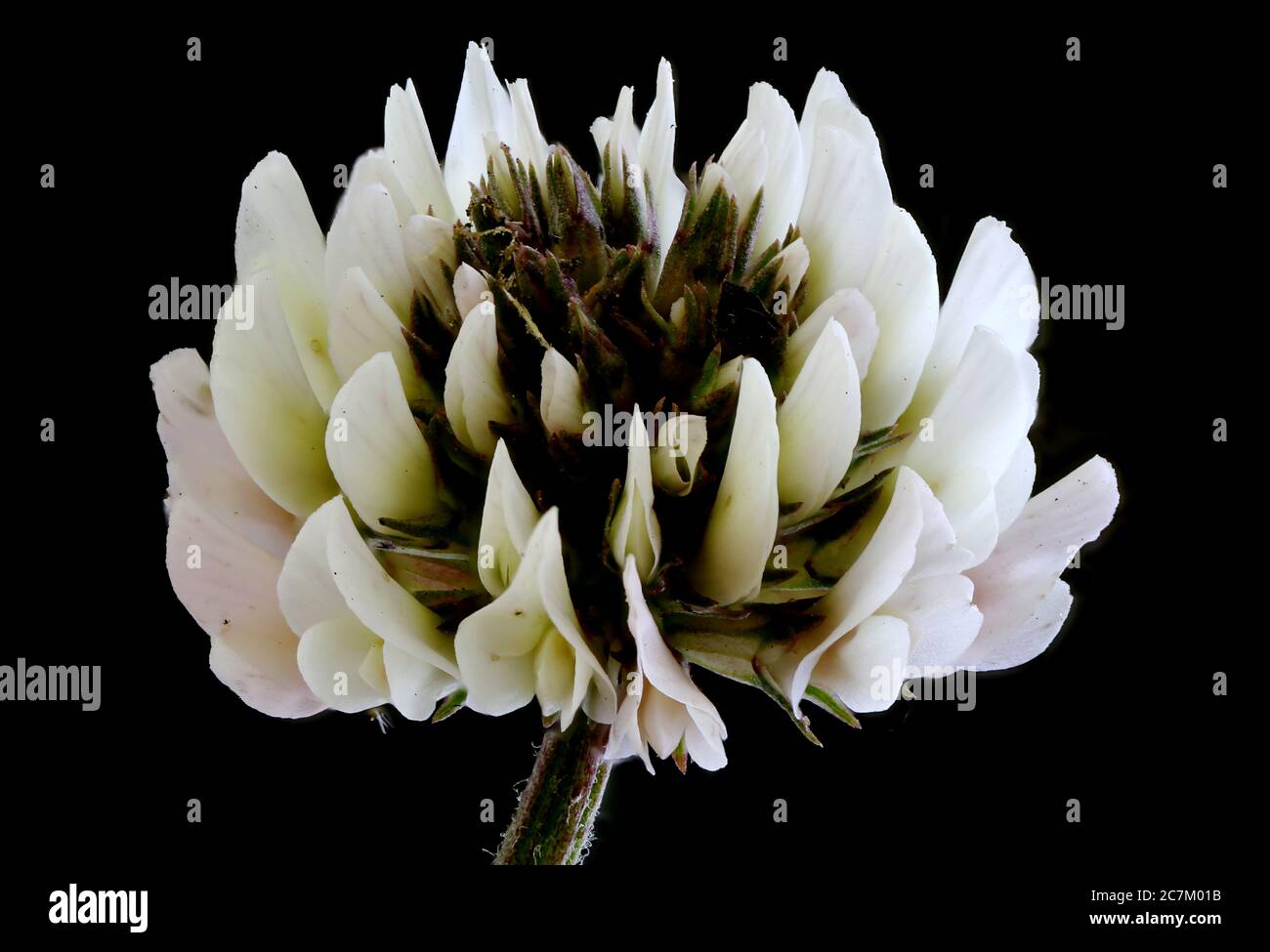 White Clover (Trifolium repens). Inflorescence Closeup Stock Photo