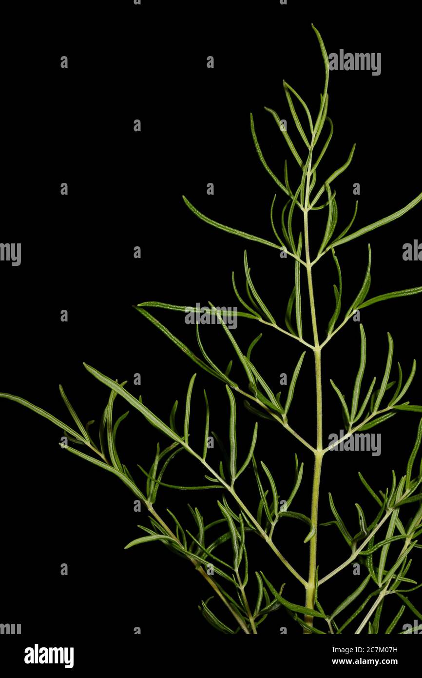 Bright Meadow-Rue (Thalictrum lucidum). Leaf Closeup Stock Photo