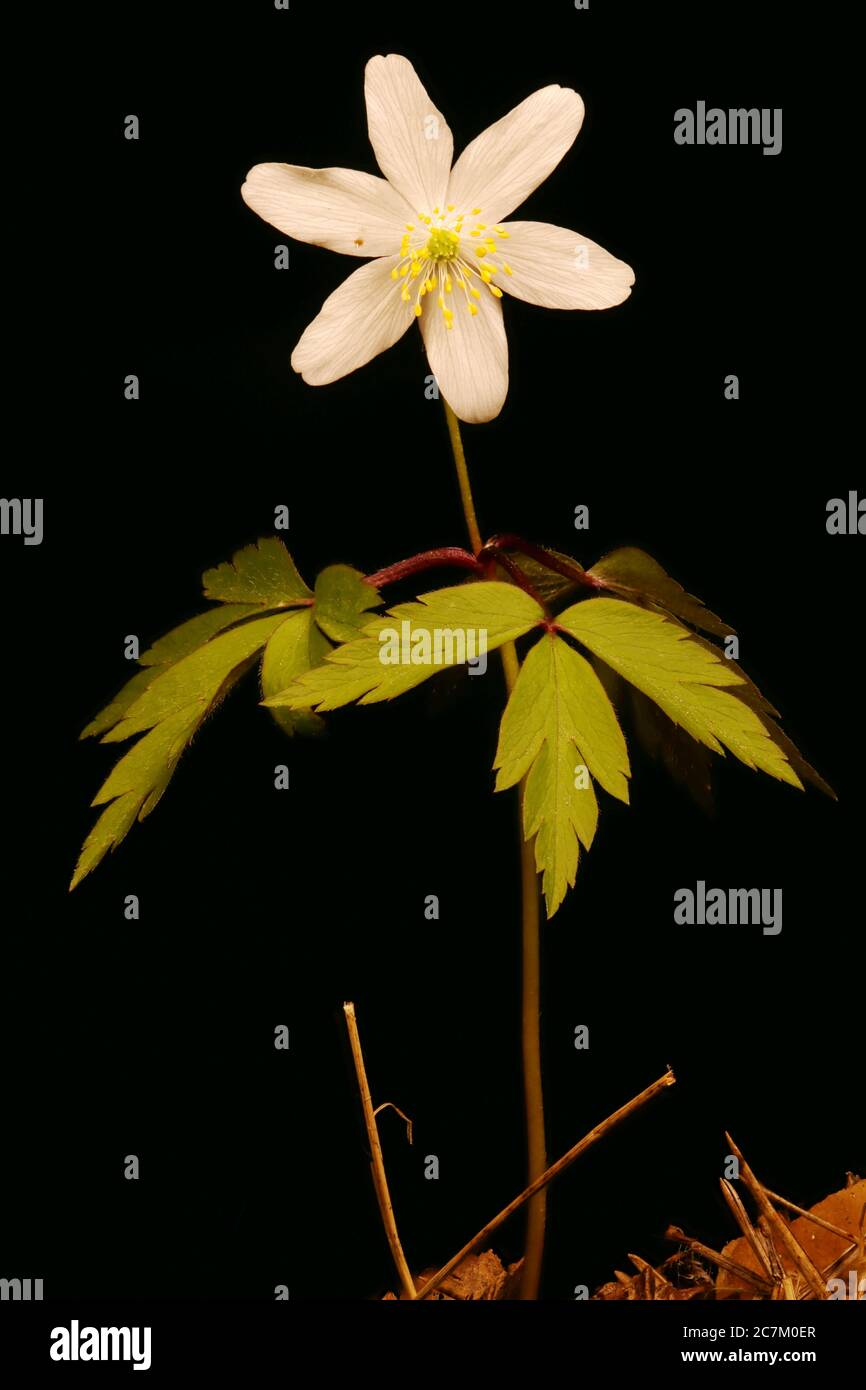Wood Anemone (Anemone nemorosa). Habit Stock Photo Alamy