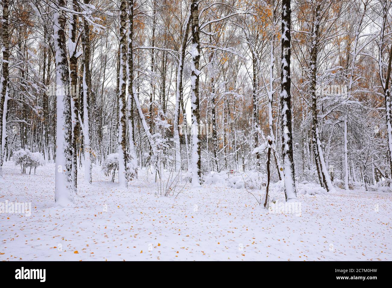 The first snow in the forest hi-res stock photography and images - Alamy