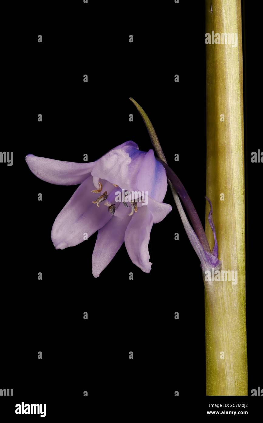 Hybrid Bluebell (Hyacinthoides x massartiana). Flower Closeup Stock Photo