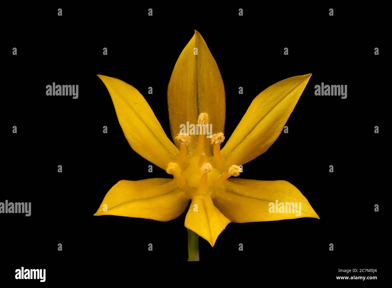 Allium moly hires stock photography and images Alamy