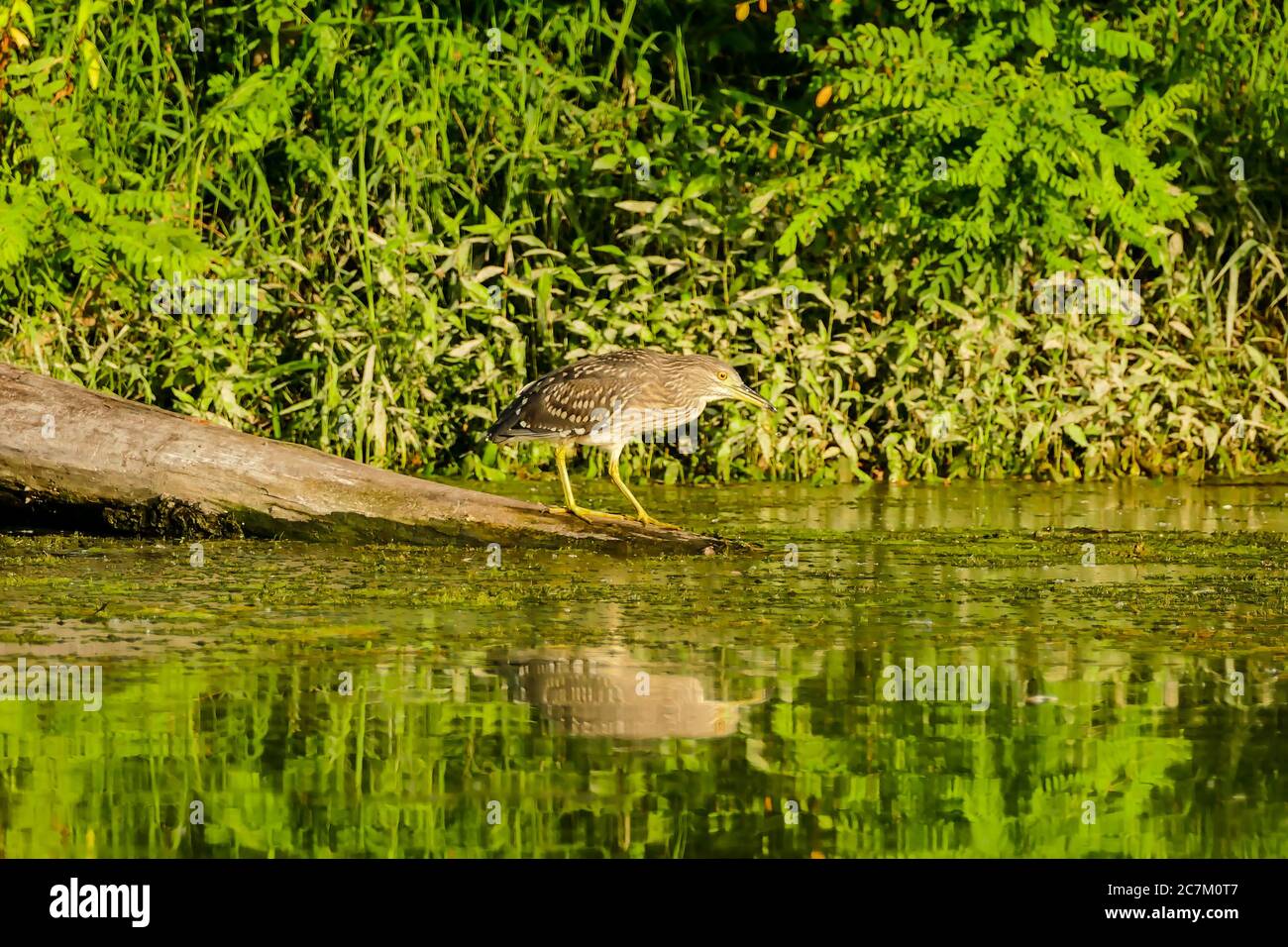 Photo of Eurasian Bittern Great bittern wild bird Stock Photo - Alamy