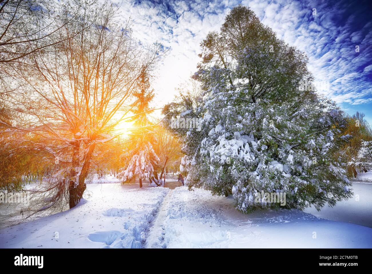 Pine forest in winter with lots of snow hi-res stock photography and ...