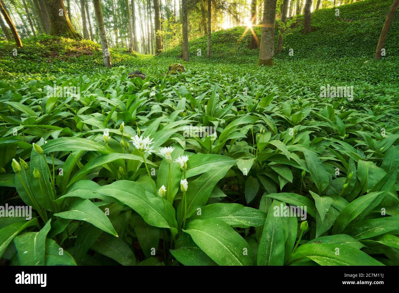 Wild garlic blooming in the woods. Stock Photo