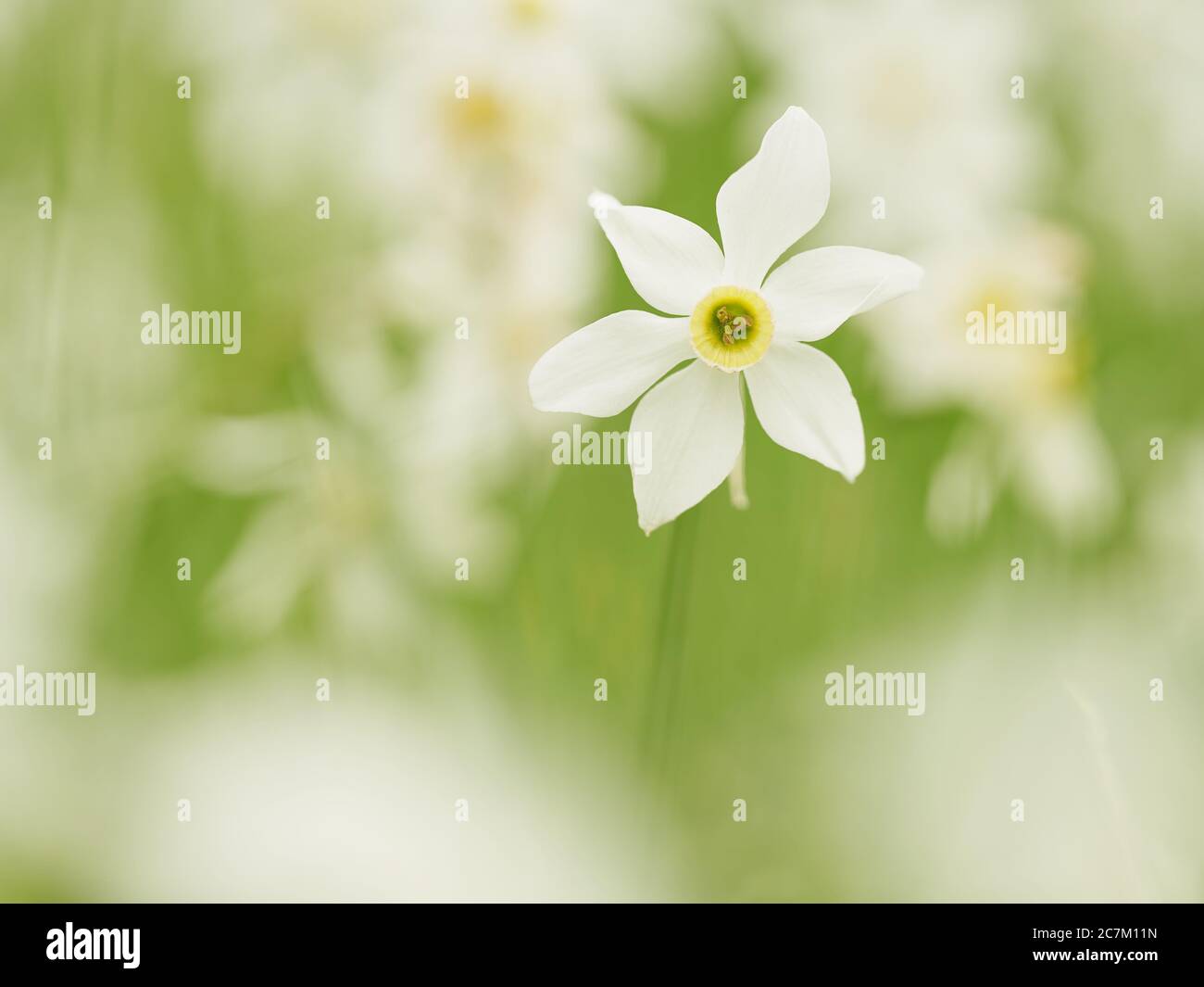 A field of poets daffodil (Narcissus radiiflorus) in Styria, Austria. Stock Photo