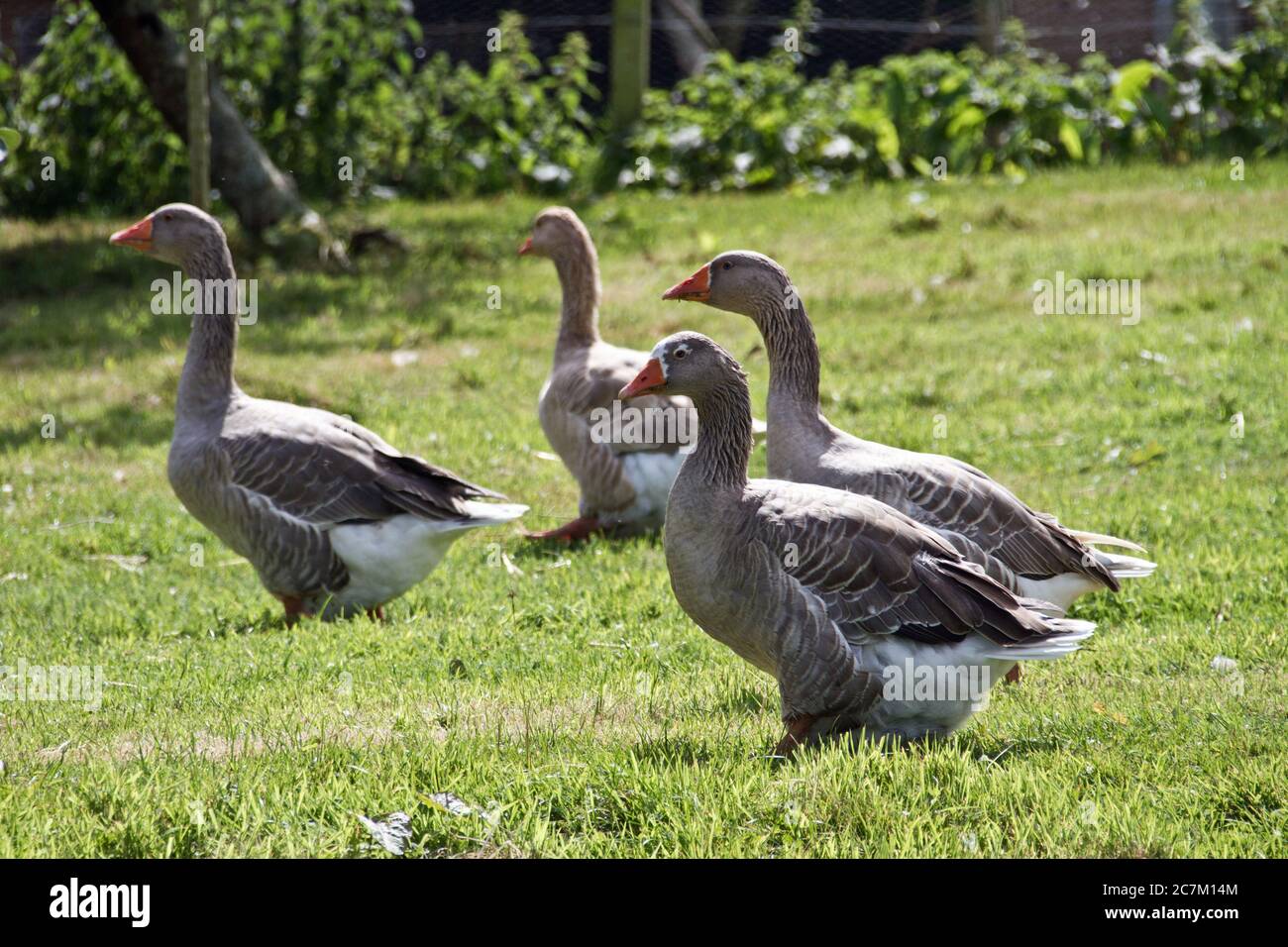 Graylag geese at the Lost Gardens of Heligan, Pentewan, Cornwall. Tended by hand to preserve the past and protect the future Stock Photo