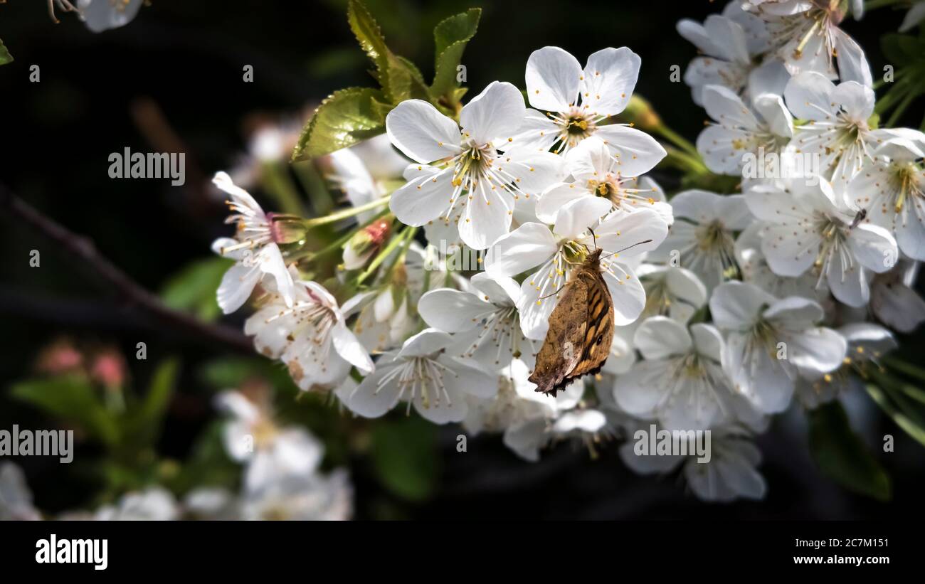 Sour cherry blossoms and butterflies in spring at Vinassan Stock Photo