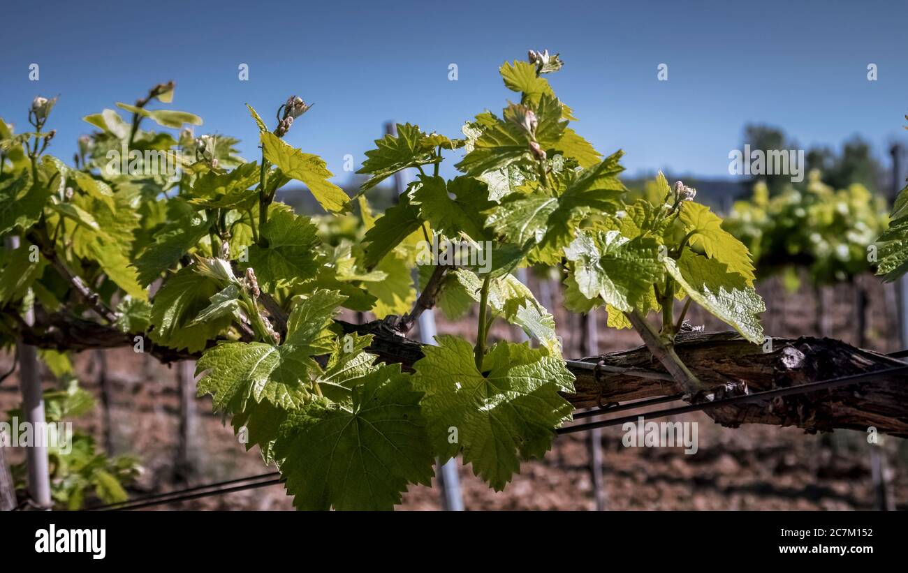 Sprouting leaf in spring on a vine near Coursan Stock Photo