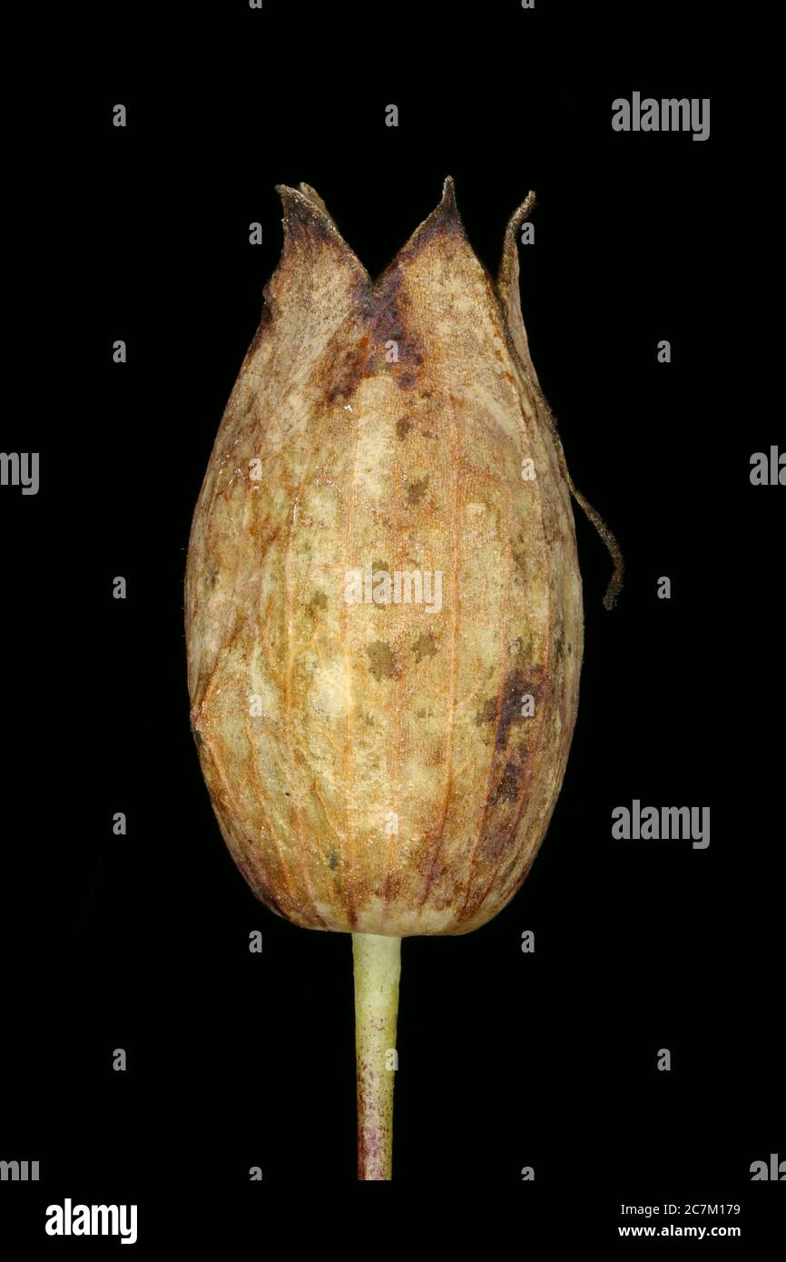 Bladder Campion (Silene vulgaris). Fruit Closeup Stock Photo