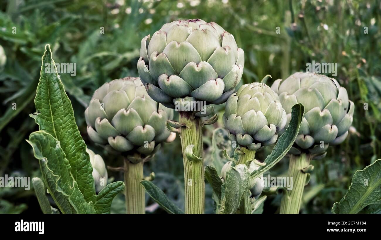 Inflorescence of the artichoke at Coursan. Medicinal plant of the year 2003. Stock Photo