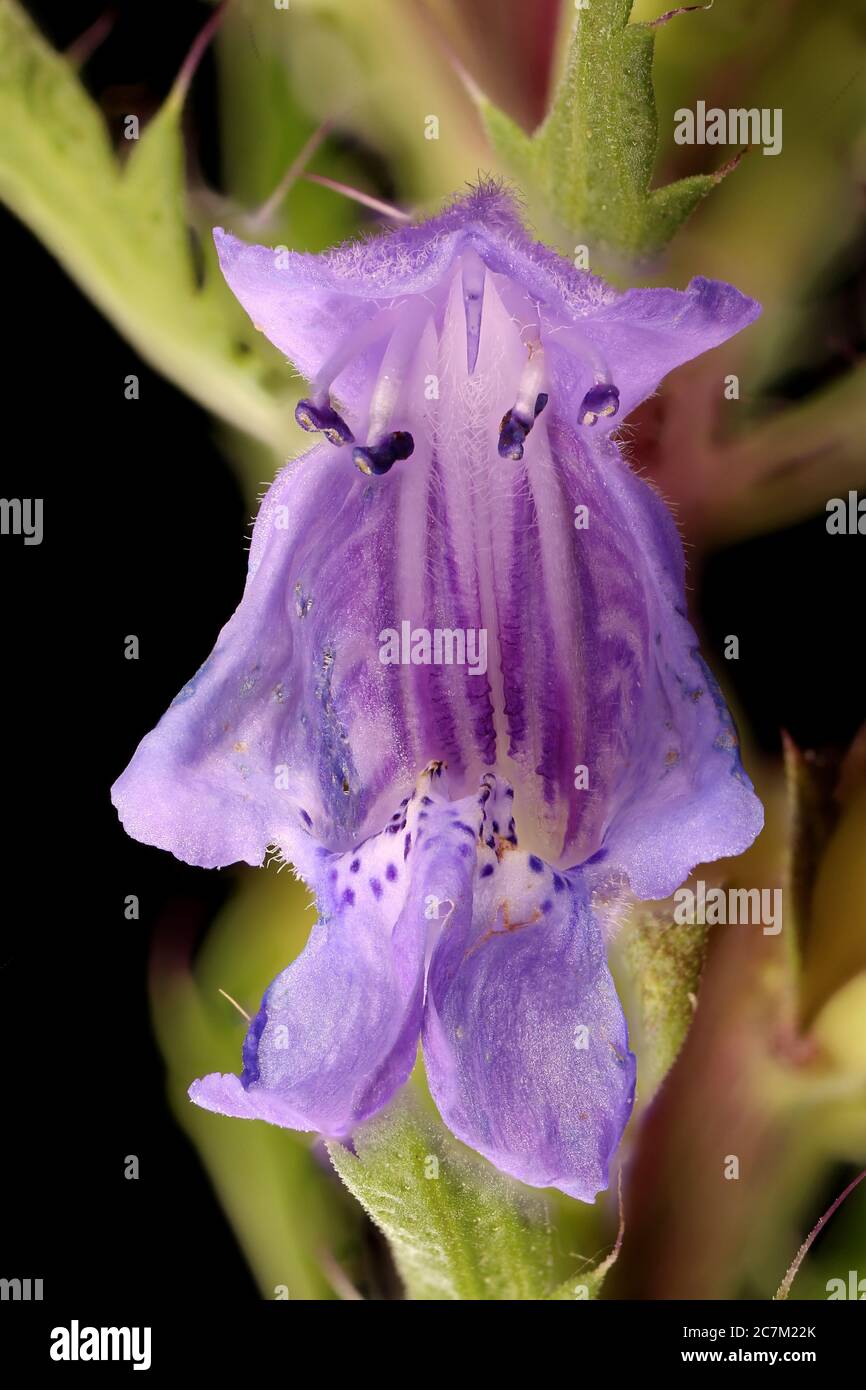 Moldavian Dragon-Head (Dracocephalum moldavica). Flower Closeup Stock Photo