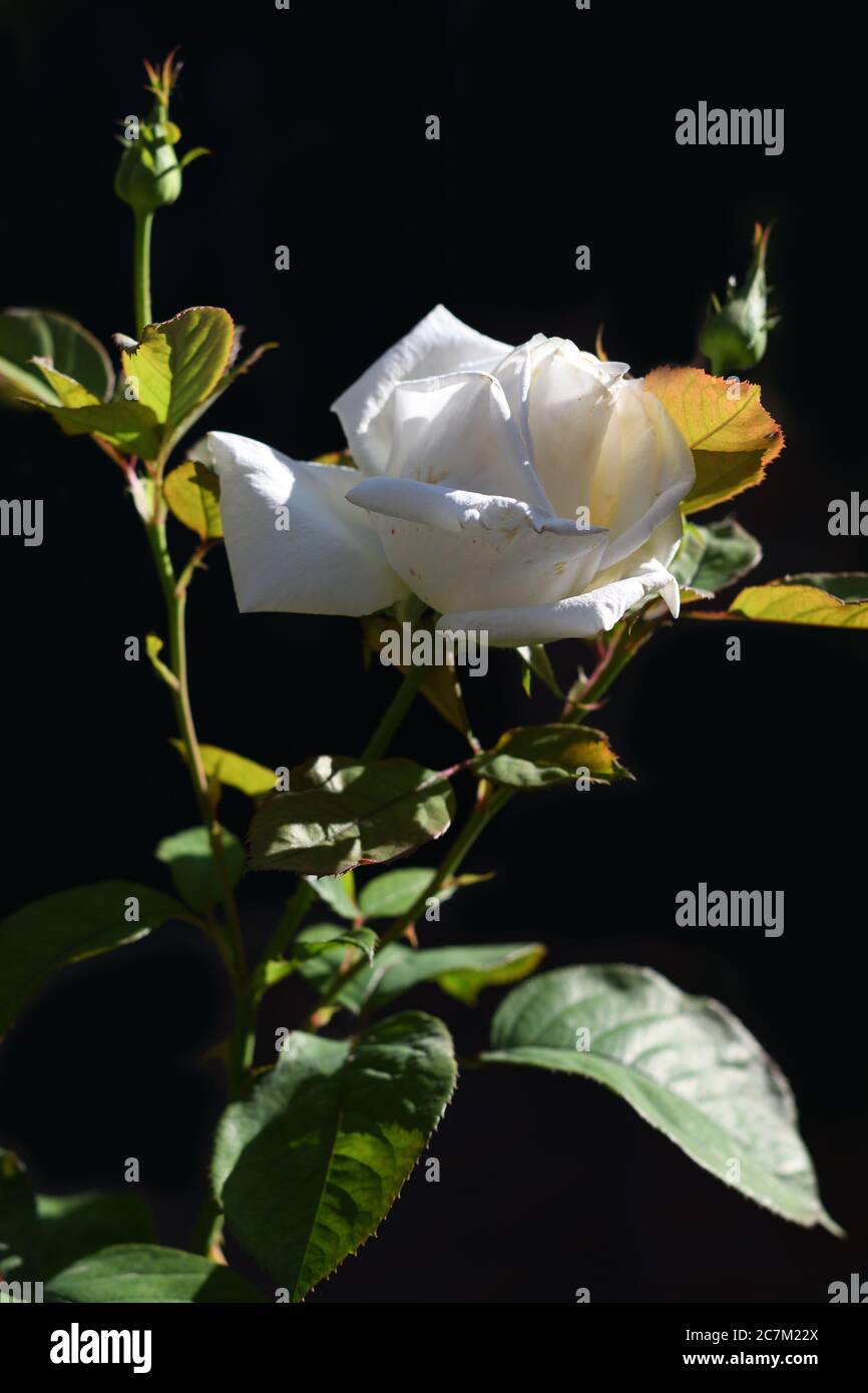 White rose bush in the garden Stock Photo