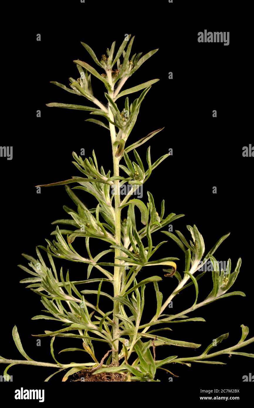 Marsh Cudweed (Gnaphalium uliginosum). Habit Stock Photo