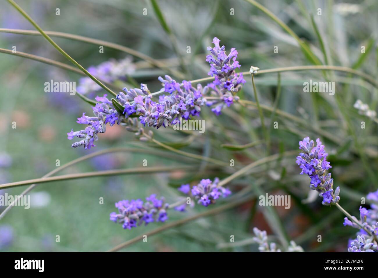 Lavender flowers in a garden Stock Photo
