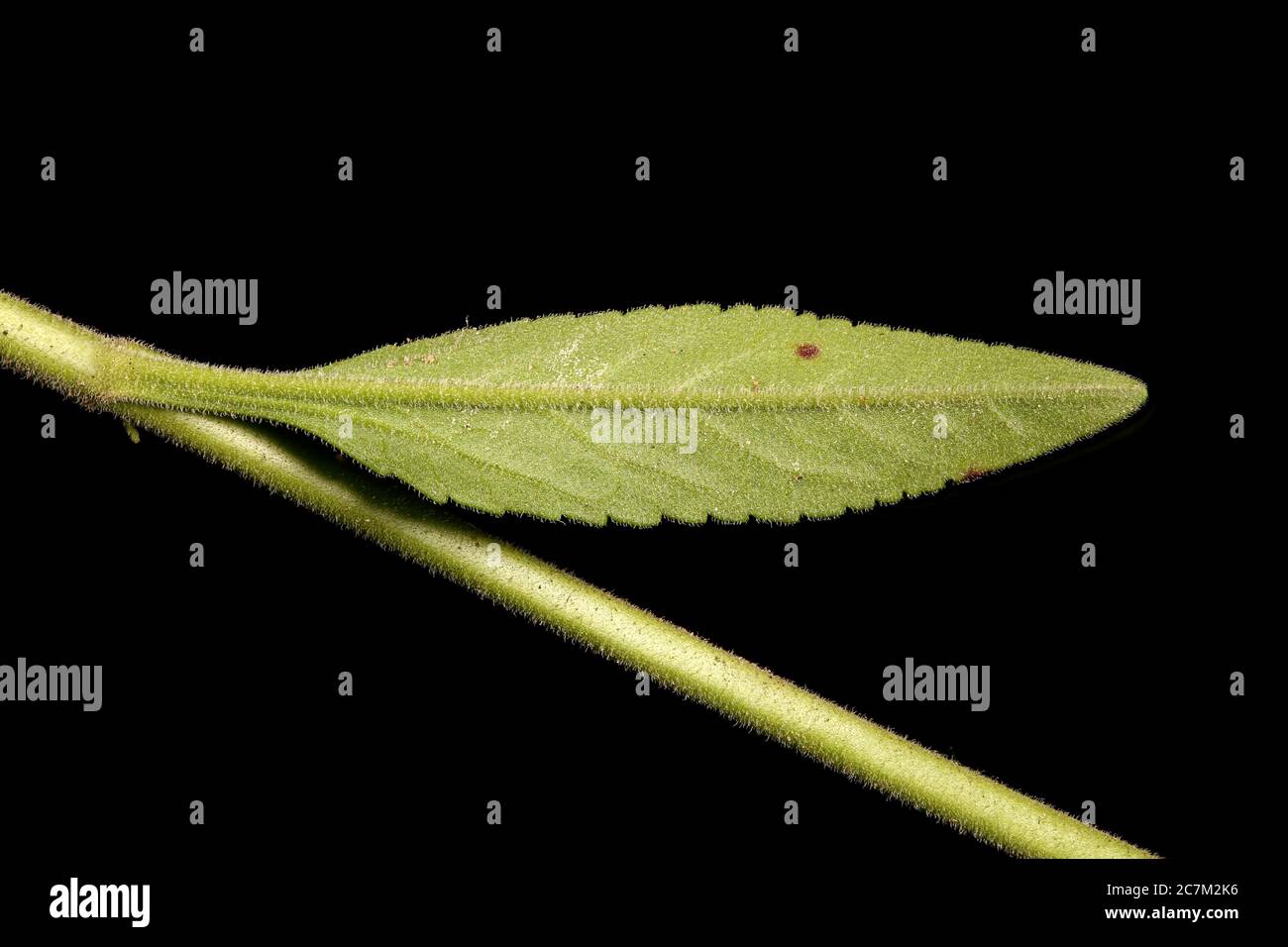 Spiked Speedwell (Veronica spicata). Leaf Closeup Stock Photo