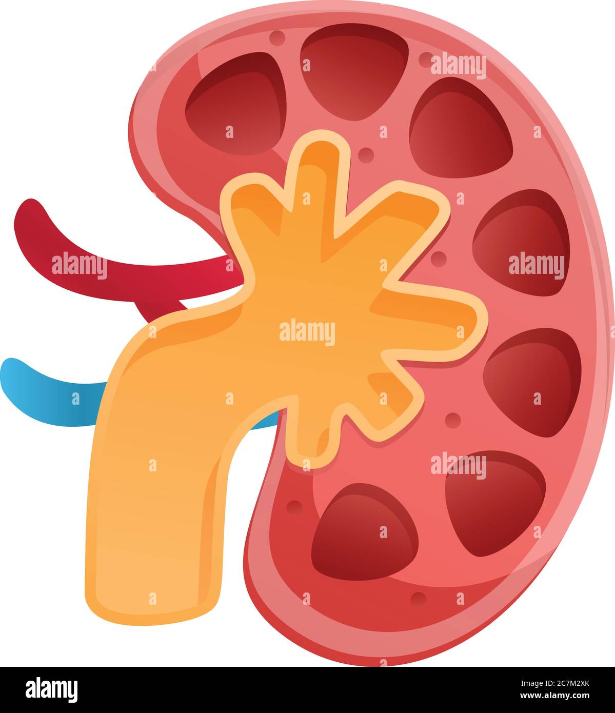 Partition kidney icon. Cartoon of partition kidney vector icon for web ...