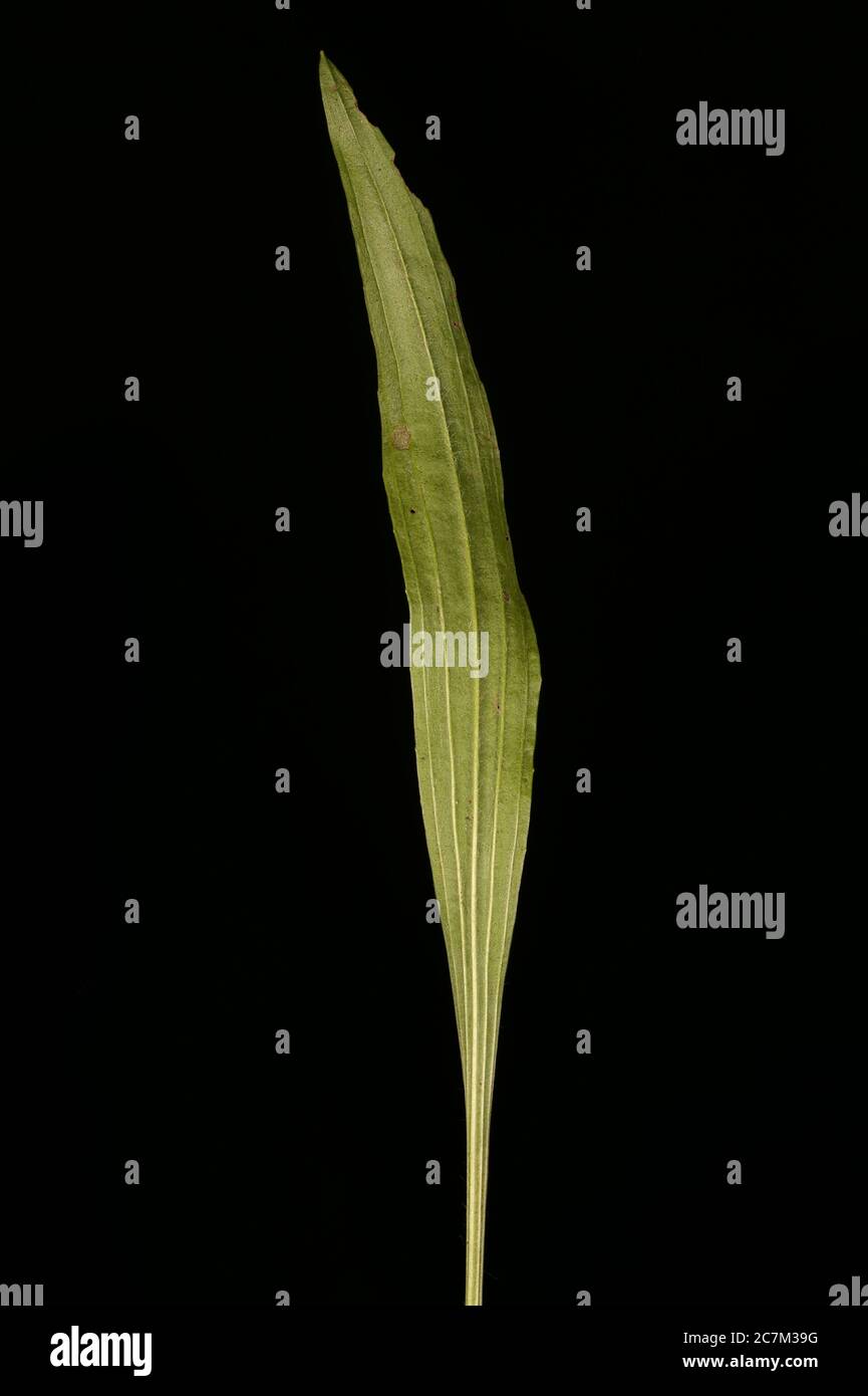 Ribwort Plantain (Plantago lanceolata). Leaf Closeup Stock Photo