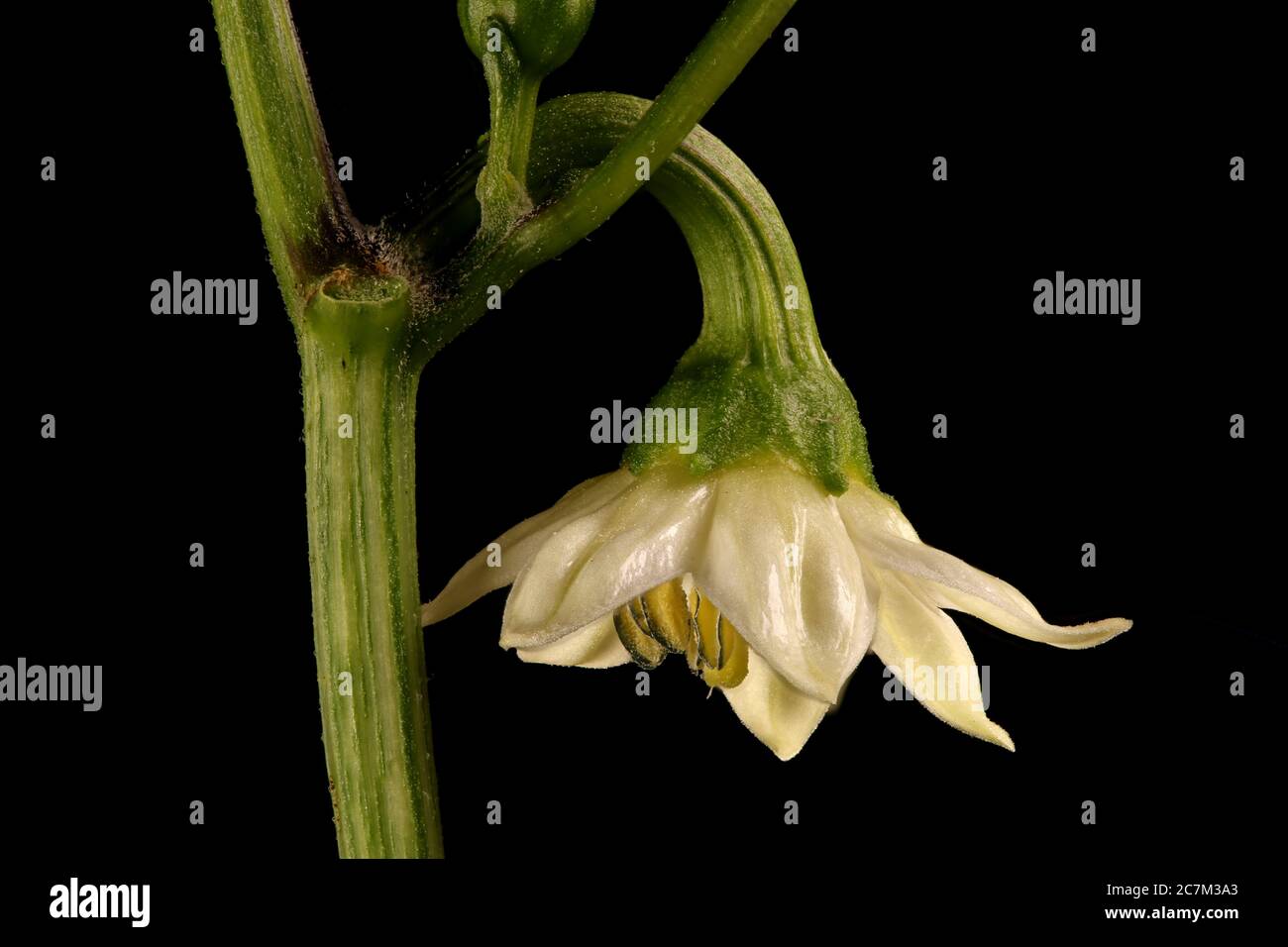 Sweet Pepper (Capsicum annuum). Flower Closeup Stock Photo