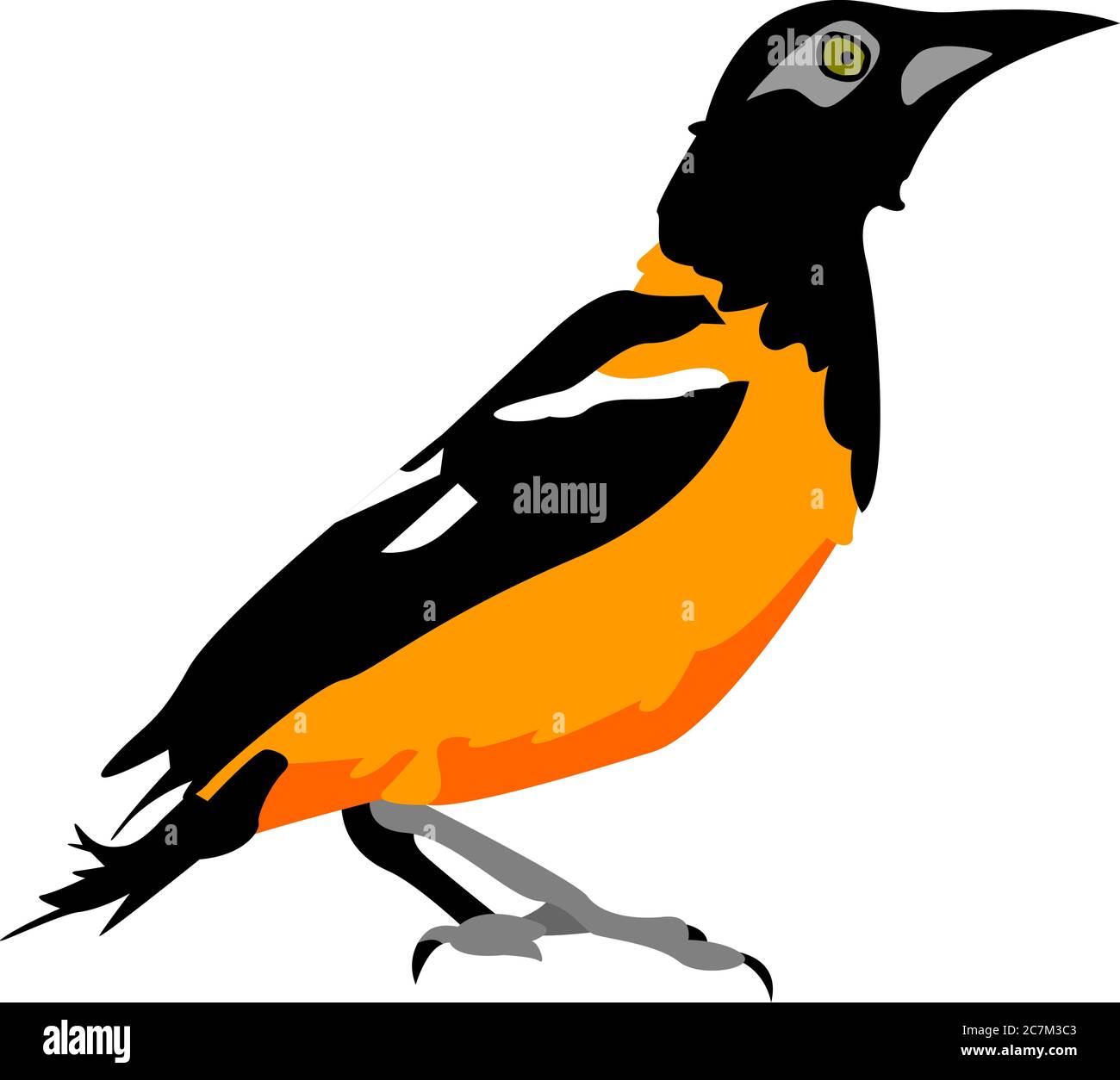 Venezuelan troupial (Icterus icterus) illustration Stock Vector Image