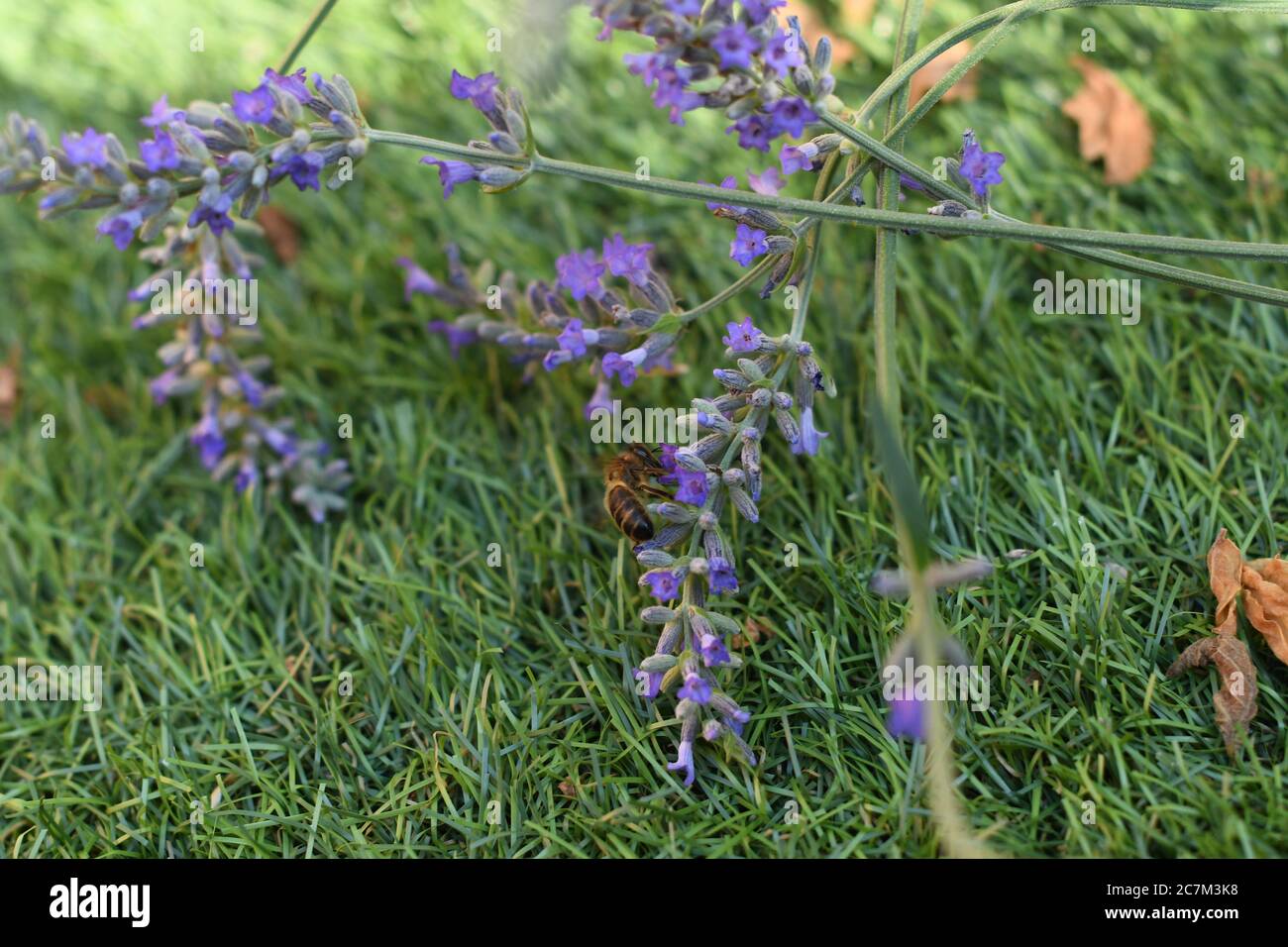 Bee gathering nectar from a lavender plant Stock Photo