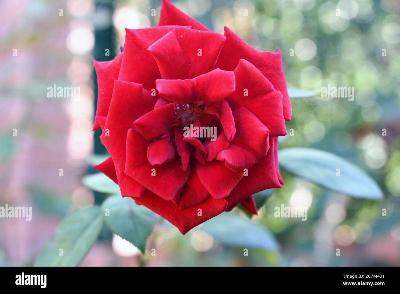 Big red rose widely open in a garden Stock Photo