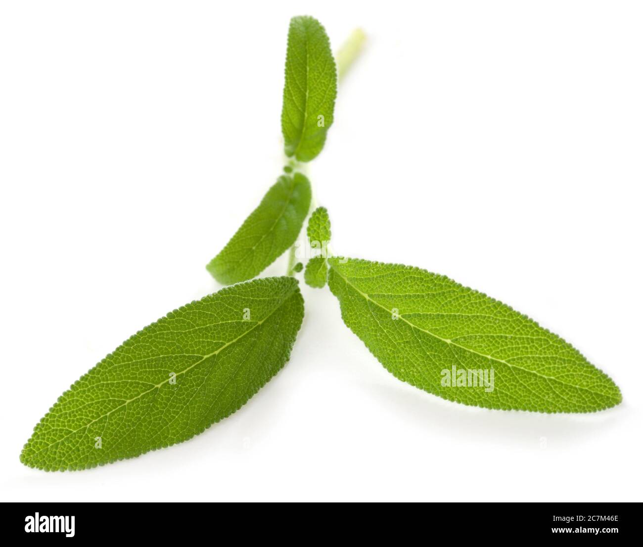 Fresh sage leaves isolated on white background Stock Photo Alamy