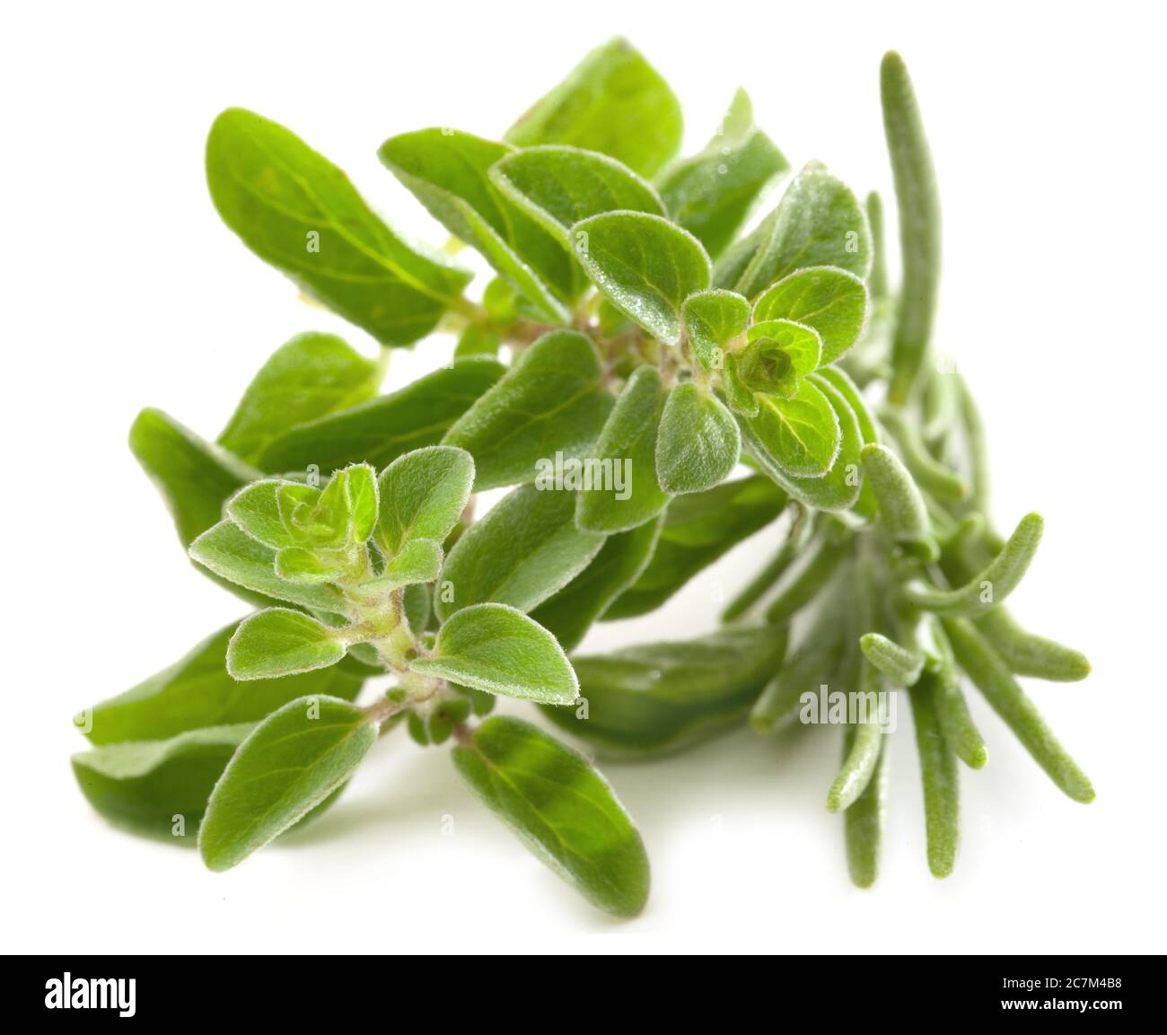 Fresh oregano stalks isolated against white background Stock Photo Alamy