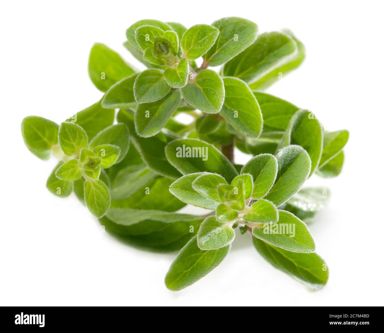 Fresh oregano isolated against white Stock Photo - Alamy