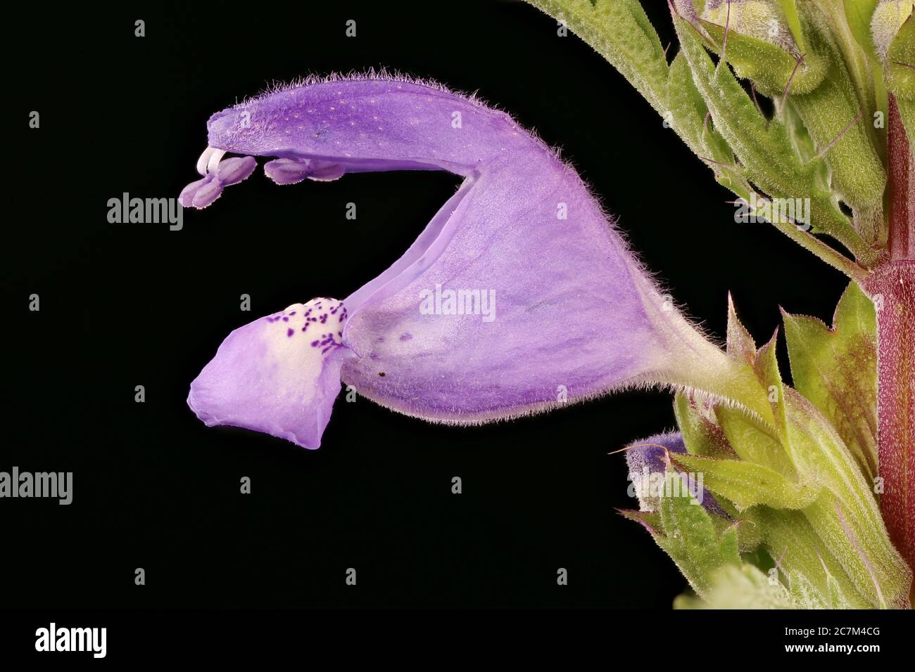 Moldavian Dragon-Head (Dracocephalum moldavica). Flower Closeup Stock Photo
