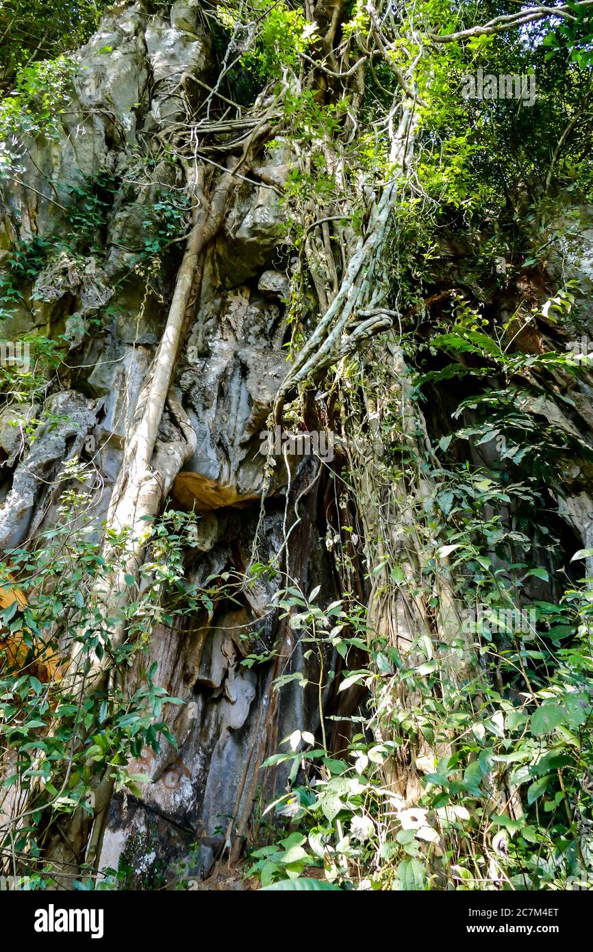tree in forest, beautiful photo digital picture Stock Photo - Alamy
