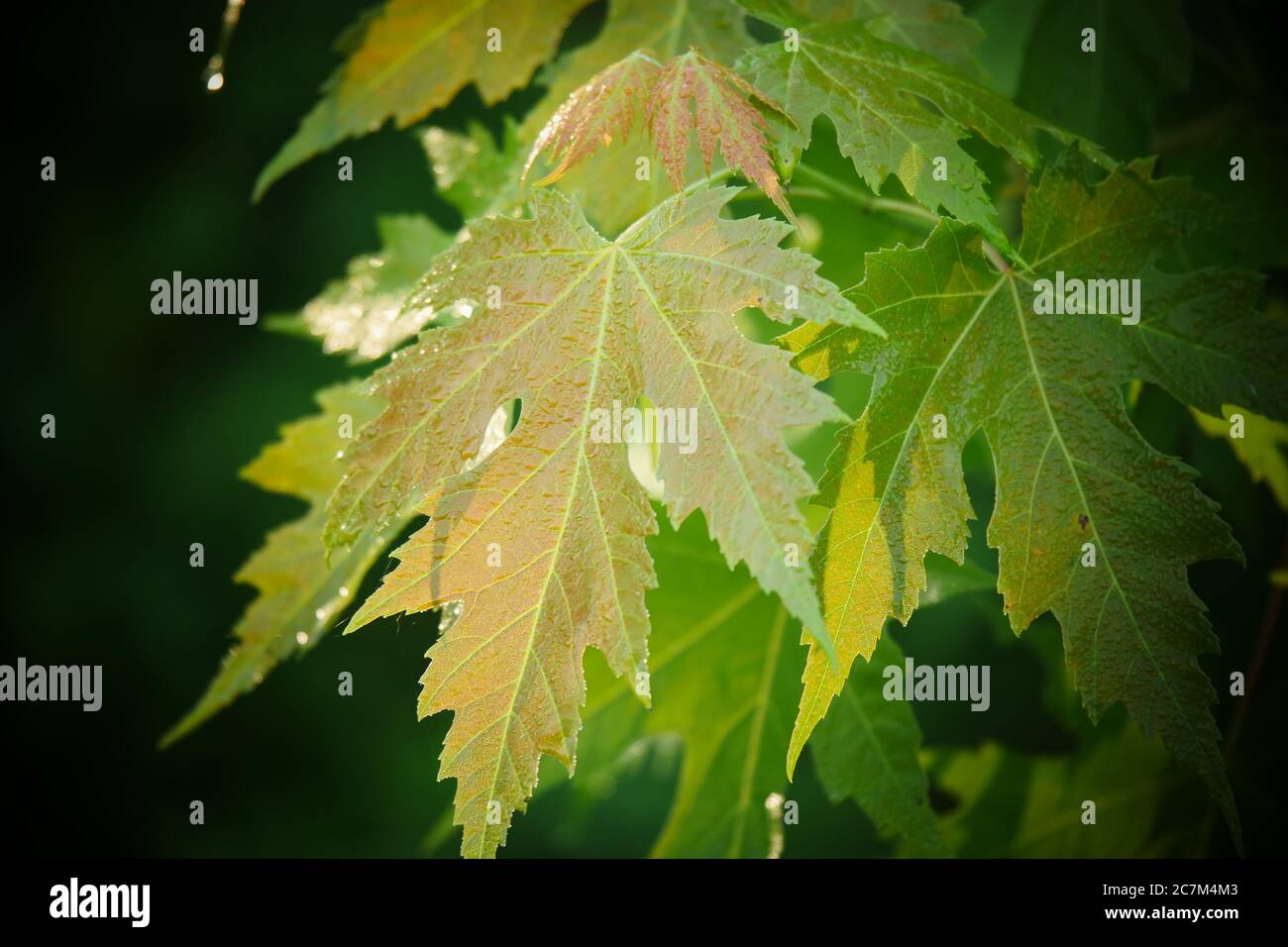 Selective Focus Shot Of Silver Maple Tree Leaves With Blurred Background In The Summertime Stock Photo Alamy