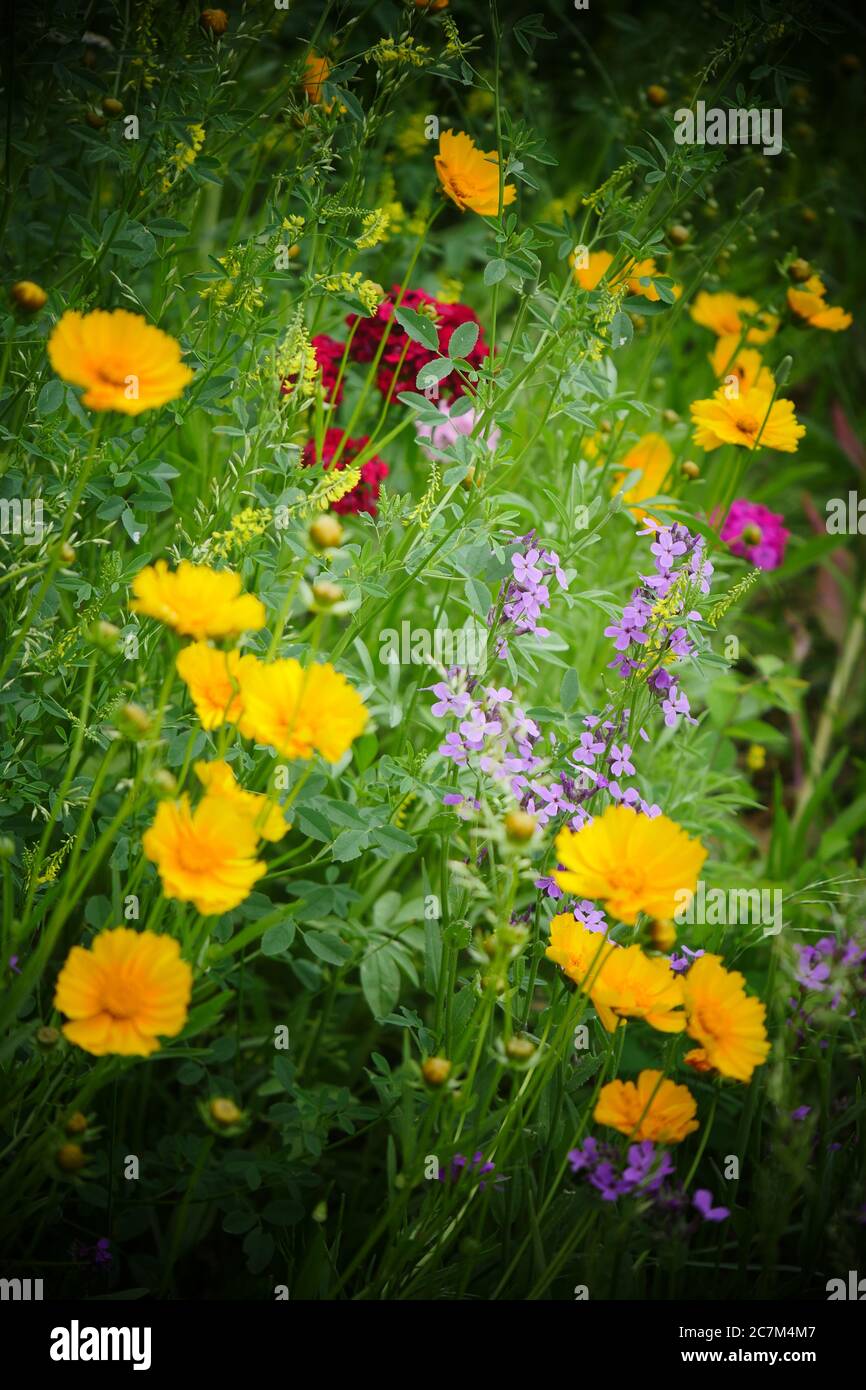 Mix of wildflowers hi-res stock photography and images - Alamy
