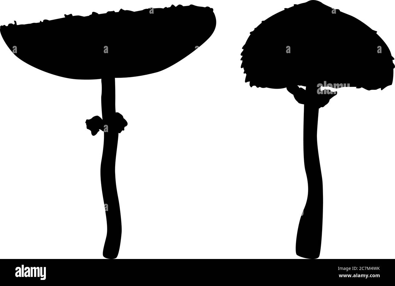 Set of two silhouettes of parasol mushrooms (Macrolepiota procera) Stock Vector