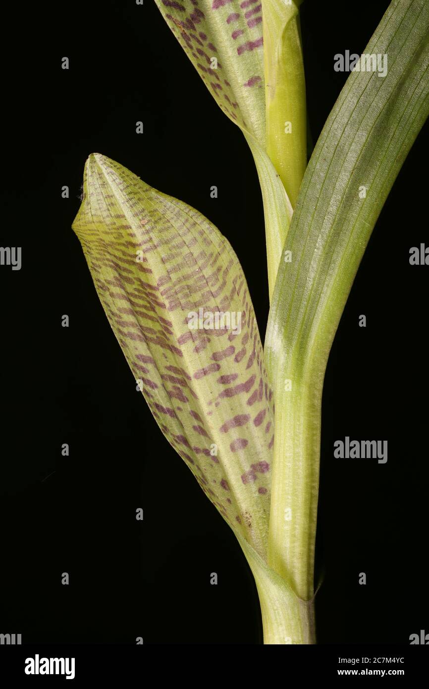 Baltic Spotted Orchid (Dactylorhiza baltica). Leaves Closeup Stock Photo