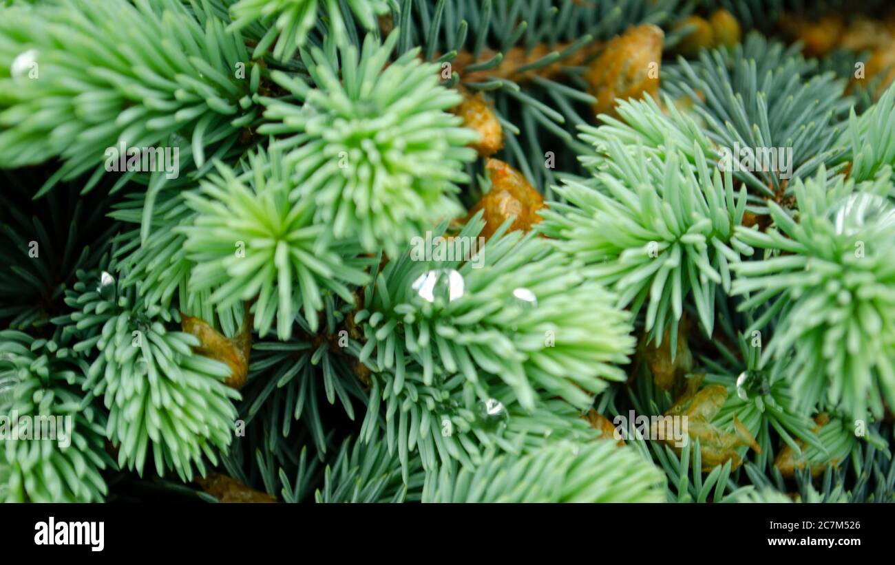 Selective focus nature picture. Closeup photo of green needle pine tree ...