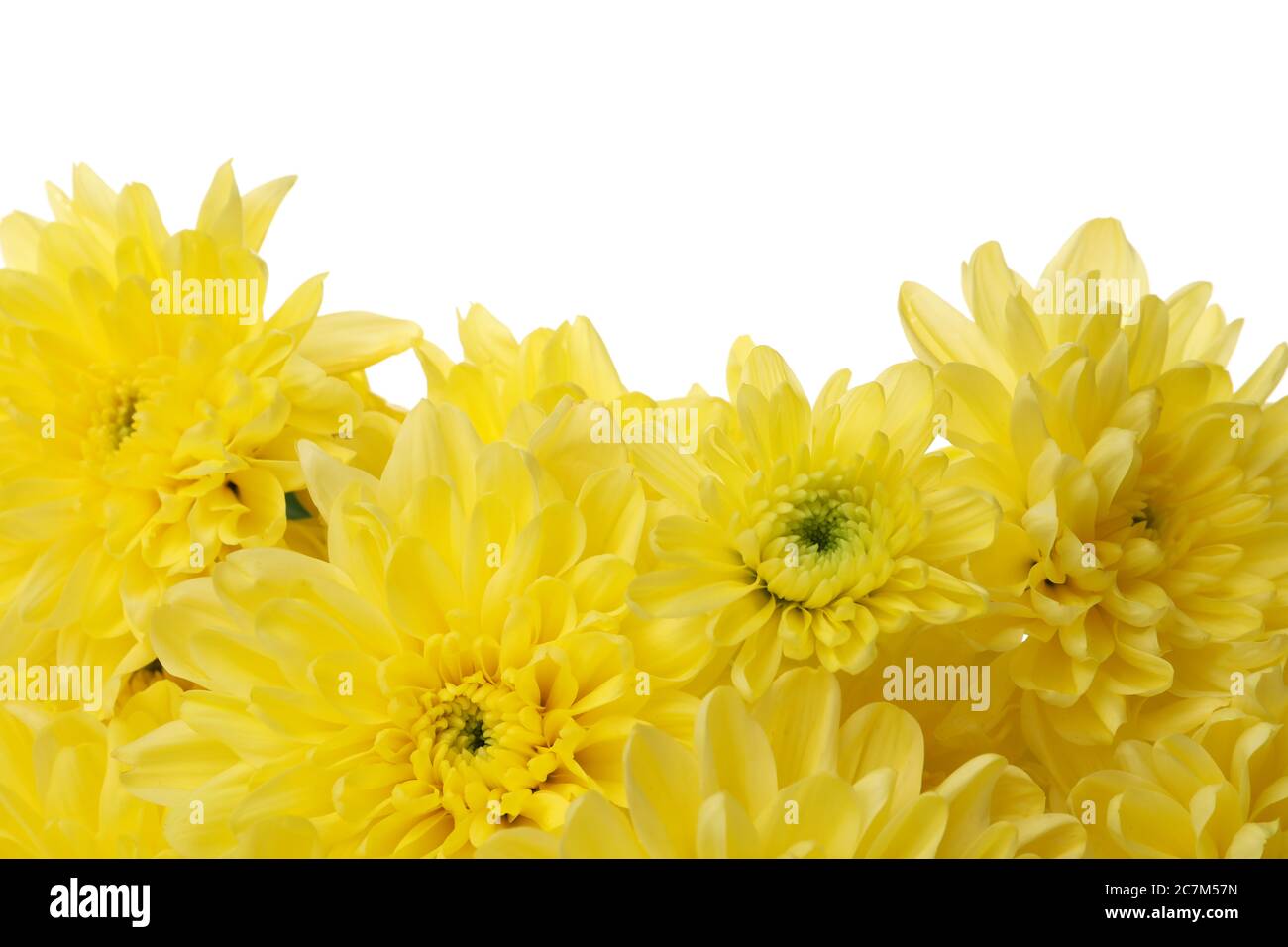 Beautiful yellow chrysanthemum isolated on white background Stock Photo
