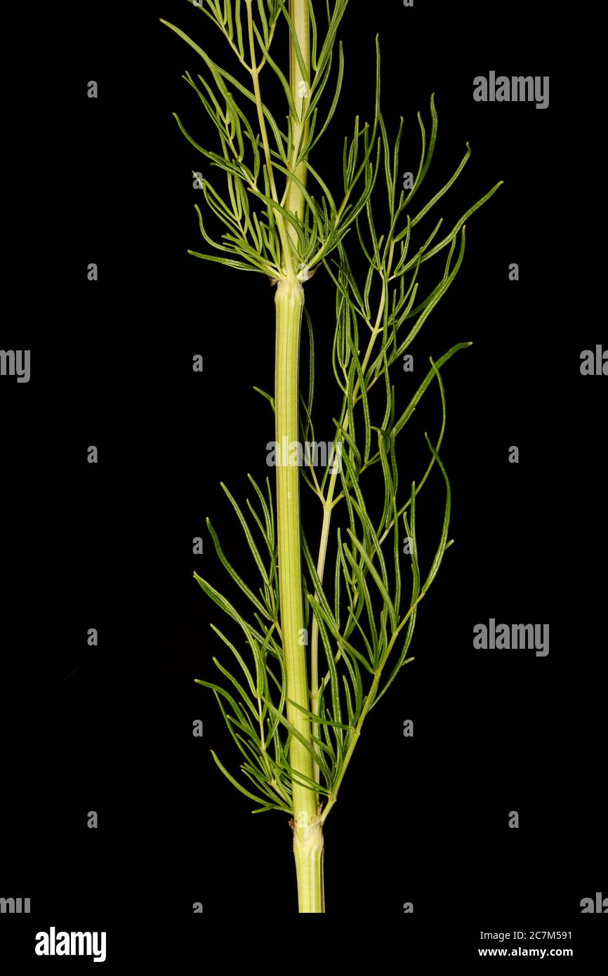 Bright Meadow-Rue (Thalictrum lucidum). Stem and Leaves Closeup Stock Photo