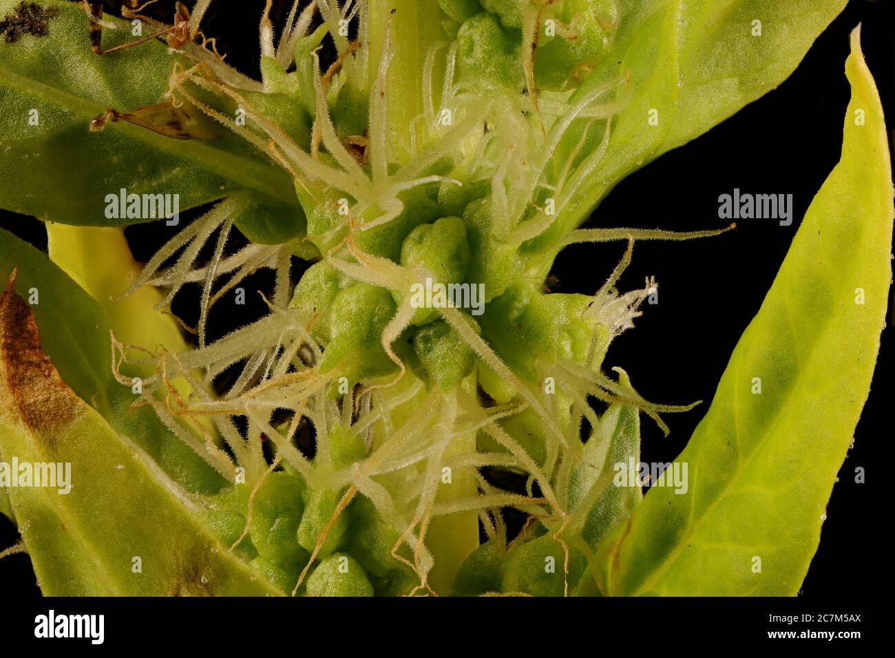 Spinach (Spinacia oleracea). Female Inflorescence Detail Closeup Stock Photo
